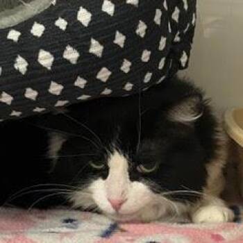 Domestic Short Hair Cats Available for Adoption - Tux | PetCurious