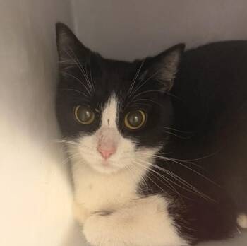 Grendel -  Domestic Short Hair Cat for Adoption in Golden, Colorado - Grendel | PetCurious