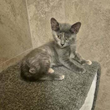 Scrabble -  Domestic Short Hair Cat for Adoption in Tucson, Arizona - Scrabble | PetCurious