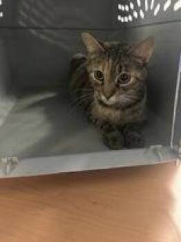 Raksha -  Domestic Short Hair Cat for Adoption in Lake Tapwingo, Missouri - Raksha | PetCurious