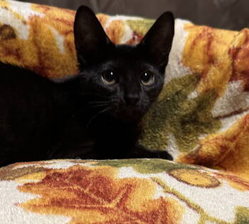 Rescue Domestic Short Hair Cats for Adoption in Newtown Square, Pennsylvania - Zoe | PetCurious