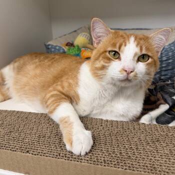 Toad -  Domestic Short Hair Cat for Adoption in Stillwater, Oklahoma - Toad | PetCurious