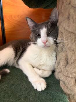 Louie -  Tuxedo Cat for Adoption in Burnaby, British Columbia - Louie | PetCurious