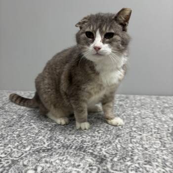 Domestic Short Hair Cats Available for Adoption - Riot | PetCurious