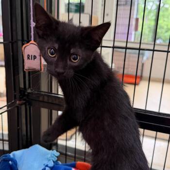 Hoagie -  Domestic Short Hair Cat for Adoption in Riverwoods, Illinois - Hoagie | PetCurious