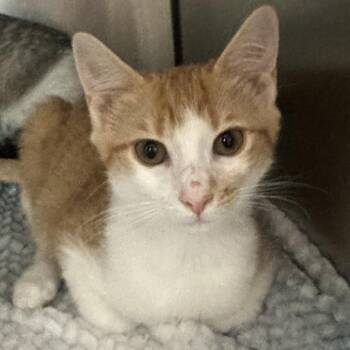 Apollo -  Domestic Short Hair Cat for Adoption in Cumming, Georgia - Apollo | PetCurious
