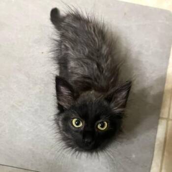 Wolfe -  Domestic Medium Hair Cat for Adoption in Smithfield, North Carolina - Wolfe | PetCurious