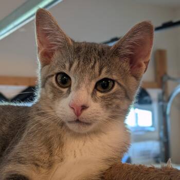 Jalen Brunson -  Domestic Short Hair Cat for Adoption in Newburgh, New York - Jalen Brunson | PetCurious