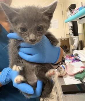 STEWY -  Domestic Short Hair Cat for Adoption in Riverside, California - STEWY | PetCurious