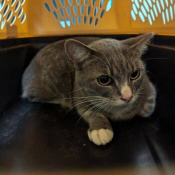 Kangaroo -  Domestic Short Hair Cat for Adoption in Charlottesville, Virginia - Kangaroo | PetCurious