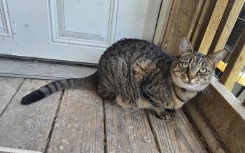 Spicy (Really a Sweety!) -  Domestic Short Hair and Tabby Cat for Adoption in Attalla, Alabama - Spicy (Really A Sweety!) | PetCurious