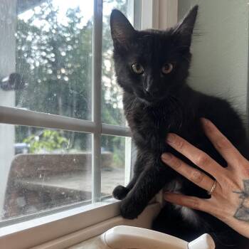 Ghost -  Domestic Long Hair Cat for Adoption in Belfair, Washington - Ghost | PetCurious