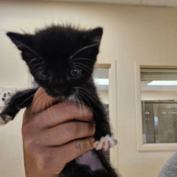 Rescue Domestic Short Hair Cats for Adoption in Lake Panasoffkee, Florida - Felix | PetCurious