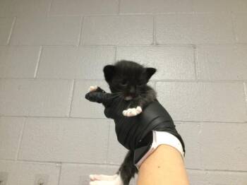 A1919983 -  Domestic Short Hair Cat for Adoption in Thousand Palms, California - A1919983 | PetCurious