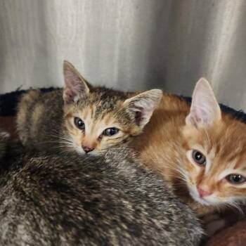 Macy -  Domestic Short Hair Cat for Adoption in Evensville, Tennessee - Macy | PetCurious