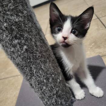 Oreo -  Domestic Short Hair Cat for Adoption in Edinburg, Texas - Oreo | PetCurious