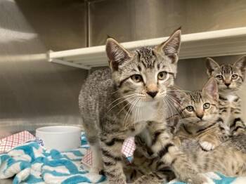 MARS -  Domestic Short Hair Cat for Adoption in Tustin, California - MARS | PetCurious