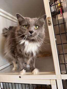 Violet -  Domestic Long Hair Cat for Adoption in Memphis, Tennessee - Violet | PetCurious