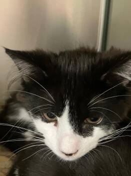 Pizza 3 (Kingston) -  Domestic Short Hair Cat for Adoption in Lunenburg, Massachusetts - Pizza 3 (Kingston) | PetCurious