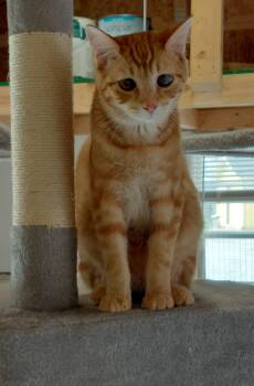 Tang -  Tabby Cat for Adoption - Tang | PetCurious