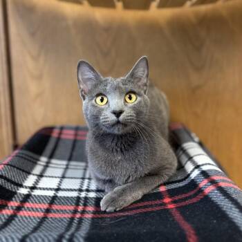 Daria -  Domestic Short Hair Cat for Adoption in Fargo, North Dakota - Daria | PetCurious