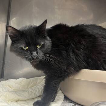Velvet -  Domestic Long Hair Cat for Adoption in Birmingham, Alabama - Velvet | PetCurious