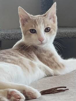 Spencer -  Domestic Short Hair Cat for Adoption in Oakland, California - Spencer | PetCurious