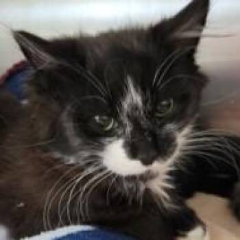 Rescue Domestic Short Hair Cats for Adoption in Phoenixville, Pennsylvania - Lonnie | PetCurious