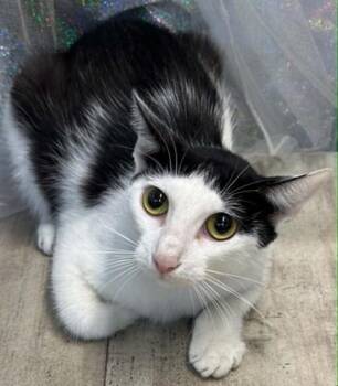 Zelda -  Domestic Short Hair Cat for Adoption in Shreveport, Louisiana - Zelda | PetCurious
