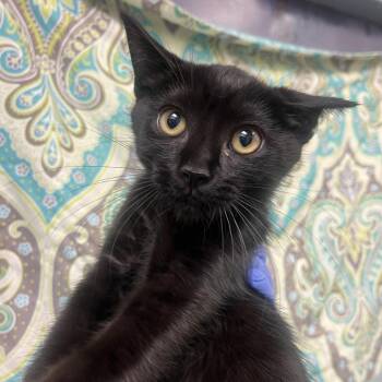 Yellow Mellow -  Domestic Short Hair Cat for Adoption in Charlottesville, Virginia - Yellow Mellow | PetCurious
