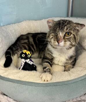 Barnacle -  Tabby Cat for Adoption in Albuquerque, New Mexico - Barnacle | PetCurious
