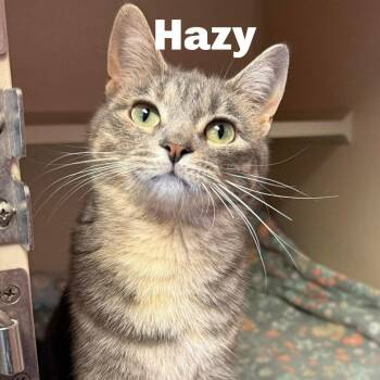 Domestic Short Hair Cats Available for Adoption - Hazy 251092 | PetCurious