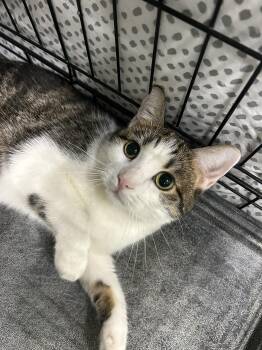 Domestic Short Hair Cats Available for Adoption in Mokena, Illinois - Sage | PetCurious