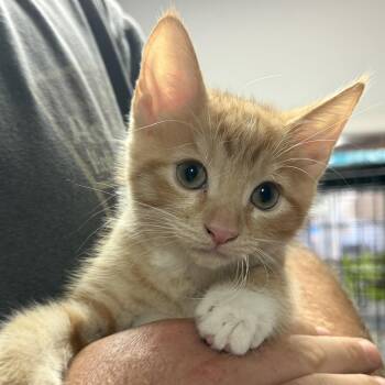 Frick -  Tabby and Domestic Short Hair Cat for Adoption in Columbia, South Carolina - Frick | PetCurious