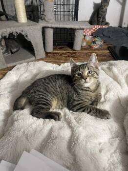Nidhogg -  Domestic Short Hair Cat for Adoption in Trenton, New Jersey - Nidhogg | PetCurious