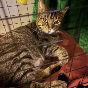 Domestic Short Hair Cats Available for Adoption - Pisces | PetCurious