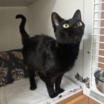 Domestic Short Hair Cats Available for Adoption - Jamie | PetCurious