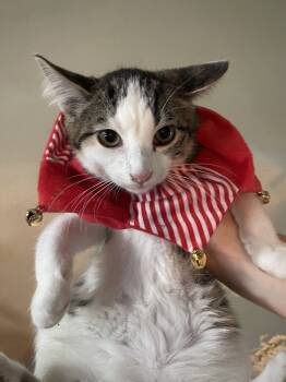 Rescue Domestic Short Hair Cats for Adoption in Virginia Beach, Virginia - Blitzen | PetCurious