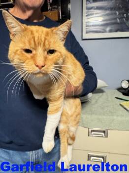 Rescue Domestic Short Hair Cats for Adoption in Westbury, New York - Garfield Laurelton | PetCurious