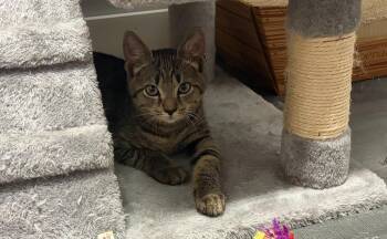 Benny -  Domestic Short Hair Cat for Adoption in Hudson, New Hampshire - Benny | PetCurious