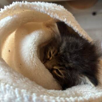 FudgeSickles -  Domestic Long Hair Cat Available for Adoption in Westminster, California - FudgeSickles | PetCurious