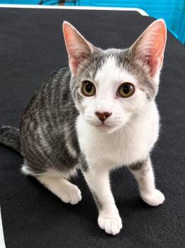 Who -  Domestic Short Hair Cat for Adoption in Sioux Falls, South Dakota - Who | PetCurious
