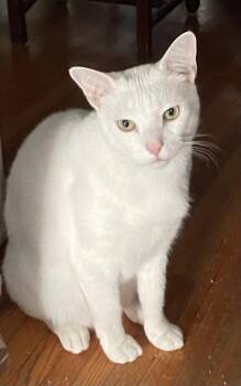 Domestic Short Hair Cats Available for Adoption - Snowman | PetCurious