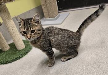 Rescue Domestic Short Hair Cats for Adoption in Dickson, Tennessee - Petunia | PetCurious