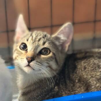 Rescue Domestic Short Hair Cats for Adoption in Laurel, Mississippi - Skim Milk | PetCurious