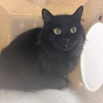 Klone -  Domestic Medium Hair Cat for Adoption in Reno, Nevada - Klone | PetCurious