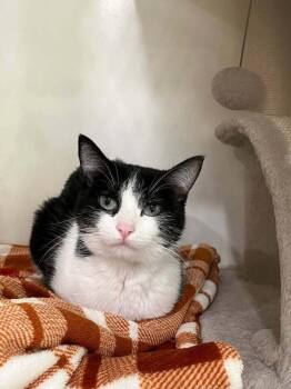 Domestic Short Hair Cats Available for Adoption in San Leon, Texas - Pippa | PetCurious