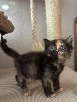 Black Star -  Tortoiseshell and Domestic Short Hair Cat for Adoption in Laguna Niguel, California - Black Star | PetCurious