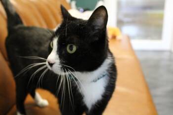 Domestic Short Hair Cats Available for Adoption - Oedipus (aka Eddie) | PetCurious
