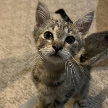 Oz -  Domestic Short Hair Cat for Adoption in Durham, North Carolina - Oz | PetCurious